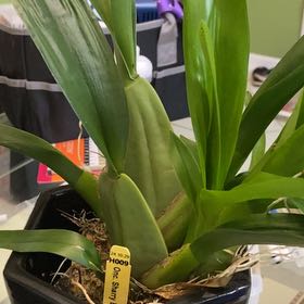 Photo of the plant species Chocolate Orchid by @MightyStarlotus named Hamilton on Greg, the plant care app