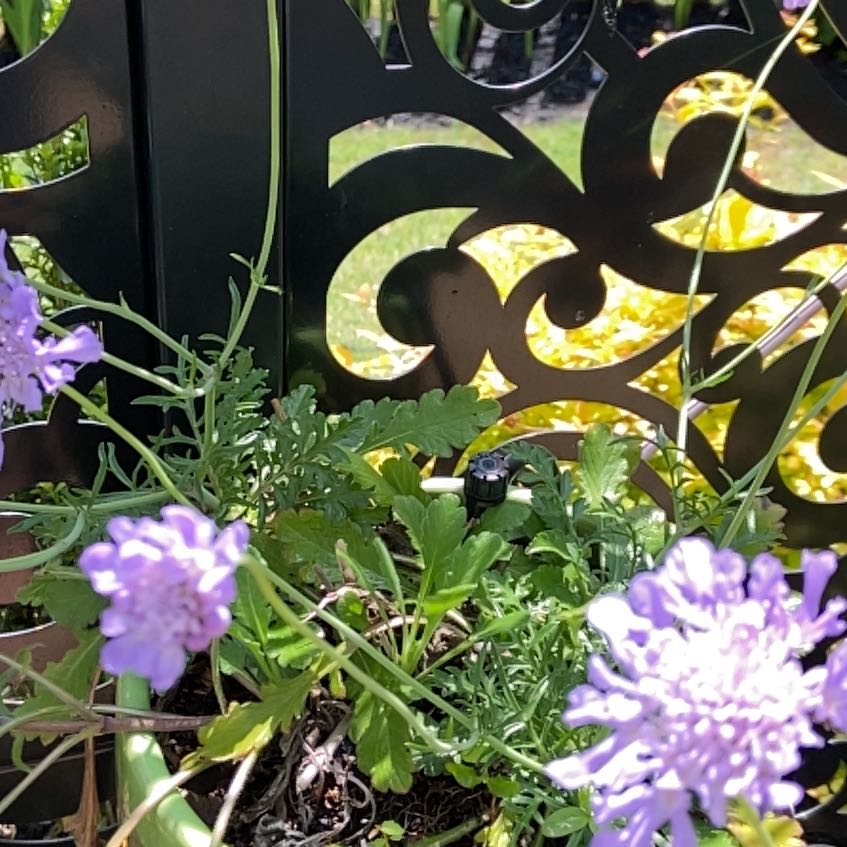 Photo of the plant species Sixalix atropurpurea by @MightyStarlotus named Scarlett on Greg, the plant care app