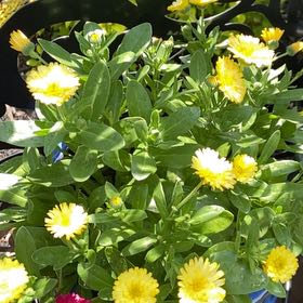 Photo of the plant species Marigold by @MightyStarlotus named Plato on Greg, the plant care app