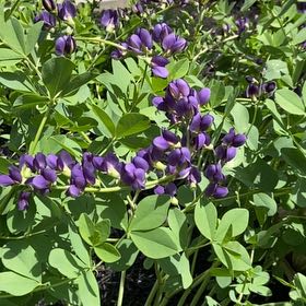 Photo of the plant species Blue Wild Indigo by @MightyStarlotus named Rainier on Greg, the plant care app