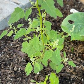 Photo of the plant species Lateflowering Goosefoot by @InfiniteChaya57 named Demi on Greg, the plant care app