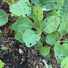 Photo of the plant species Cauliflower by @InfiniteChaya57 named Beckham on Greg, the plant care app