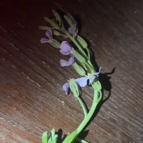 Photo of the plant species Cultivated Radish by @InfiniteChaya57 named Sir Plancelot on Greg, the plant care app