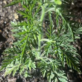 Photo of the plant species Annual Ragweed by @InfiniteChaya57 named Elle on Greg, the plant care app