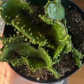Photo of the plant species Euphorbia leucodendron f. cristata by @NurseRose31 named Winston on Greg, the plant care app