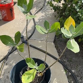 Photo of the plant species Crown Flower by @Native23 named Miley on Greg, the plant care app