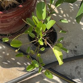 Photo of the plant species Beach Moning Glory by @Native23 named Gregarious on Greg, the plant care app