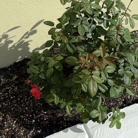 Photo of the plant species Blood Orange Rose by @Native23 named Harry on Greg, the plant care app