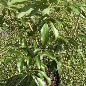 Photo of the plant species Lychee by @Native23 named Sherlock on Greg, the plant care app