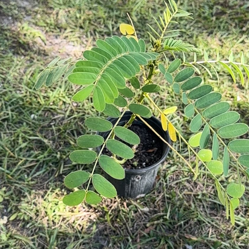 Photo of the plant species African Senna by @Native23 named Athena on Greg, the plant care app