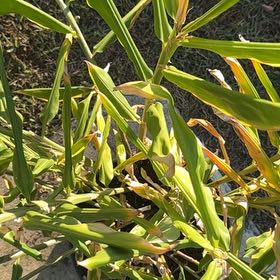 Photo of the plant species Kahili Ginger by @Native23 named Bella on Greg, the plant care app