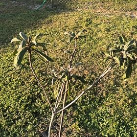 Photo of the plant species Loquat by @Native23 named Tupot amaroot on Greg, the plant care app