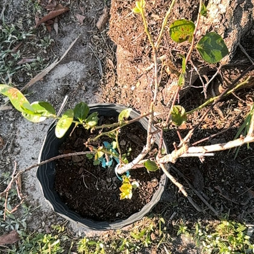 Photo of the plant species BlueBerry by @Native23 named Achilles on Greg, the plant care app