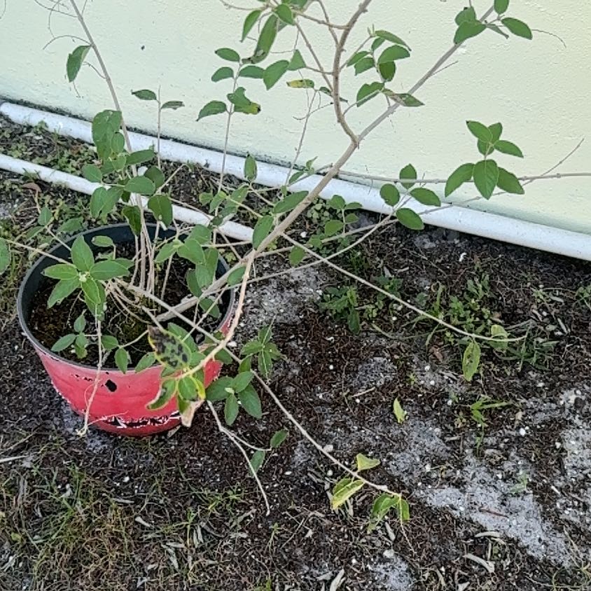 Photo of the plant species Sweet Almond Bush by @Native23 named Elle on Greg, the plant care app