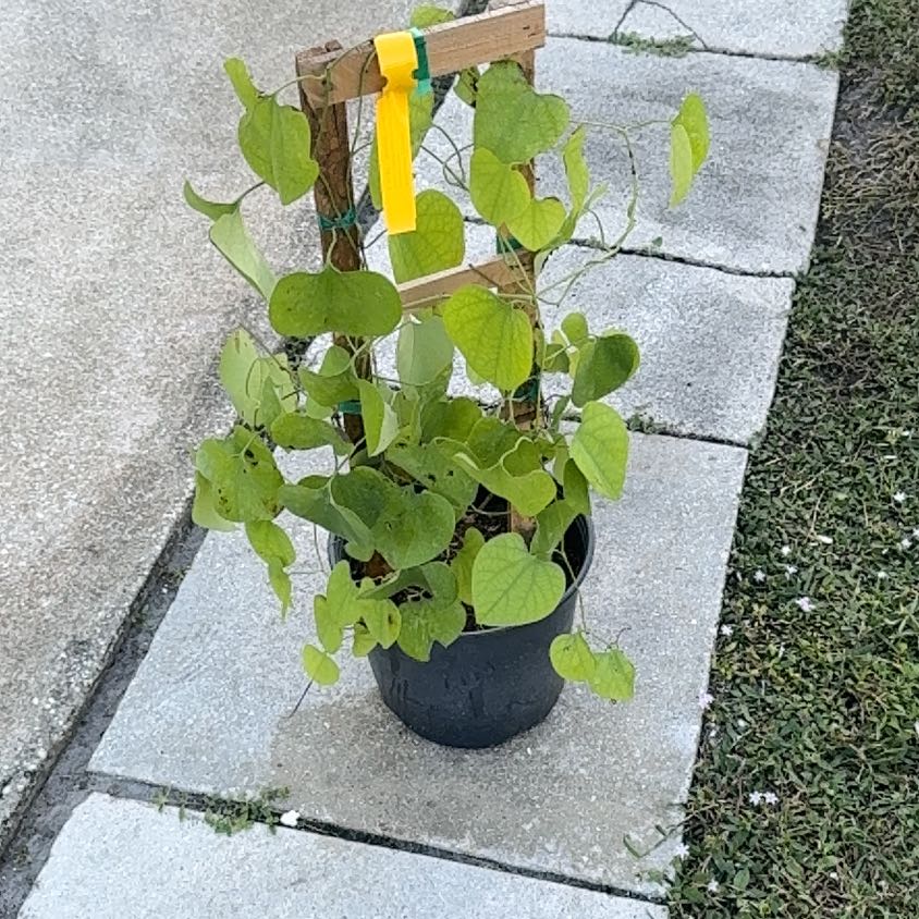 Photo of the plant species Calico Flower by @Native23 named Surya on Greg, the plant care app