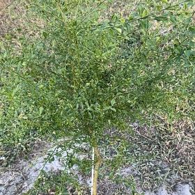 Photo of the plant species Red Finger Lime by @Native23 named Einstein on Greg, the plant care app