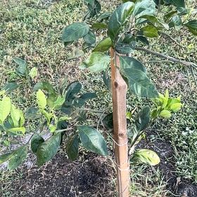 Photo of the plant species Mandarin orange by @HotNativelily52 named Keanu Leaves on Greg, the plant care app