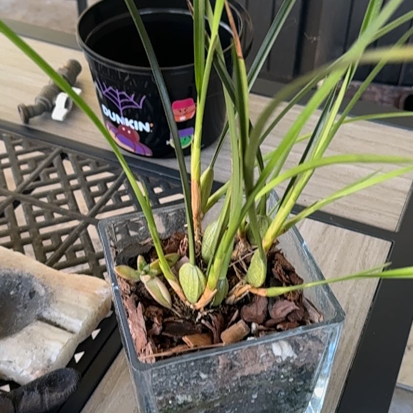 Photo of the plant species Coconut Orchid by @Native23 named LiloStitch on Greg, the plant care app