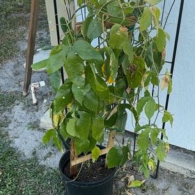 Photo of the plant species Bluecrown Passionflower by @Native23 named James Dean on Greg, the plant care app