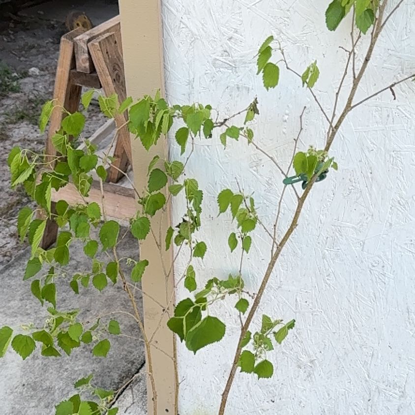 Photo of the plant species Native Mulberry by @Native23 named Emerson on Greg, the plant care app