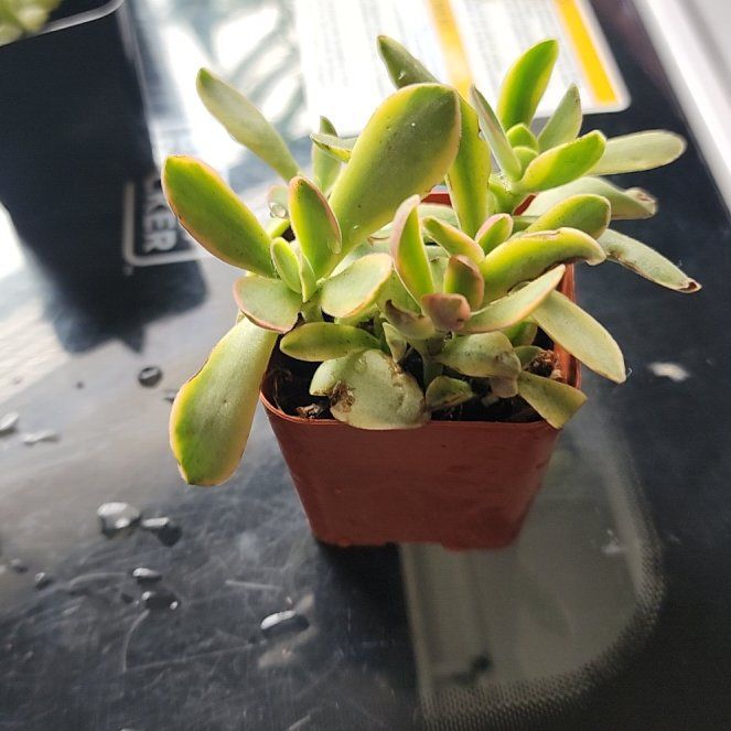 Photo of the plant species Candy Cane Crassula by @TopnotchFern5 named Rainier on Greg, the plant care app