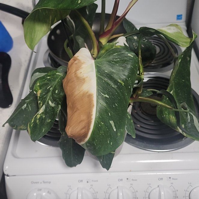 Photo of the plant species Ring Of Fire by @TopnotchFern5 named Kardashian on Greg, the plant care app