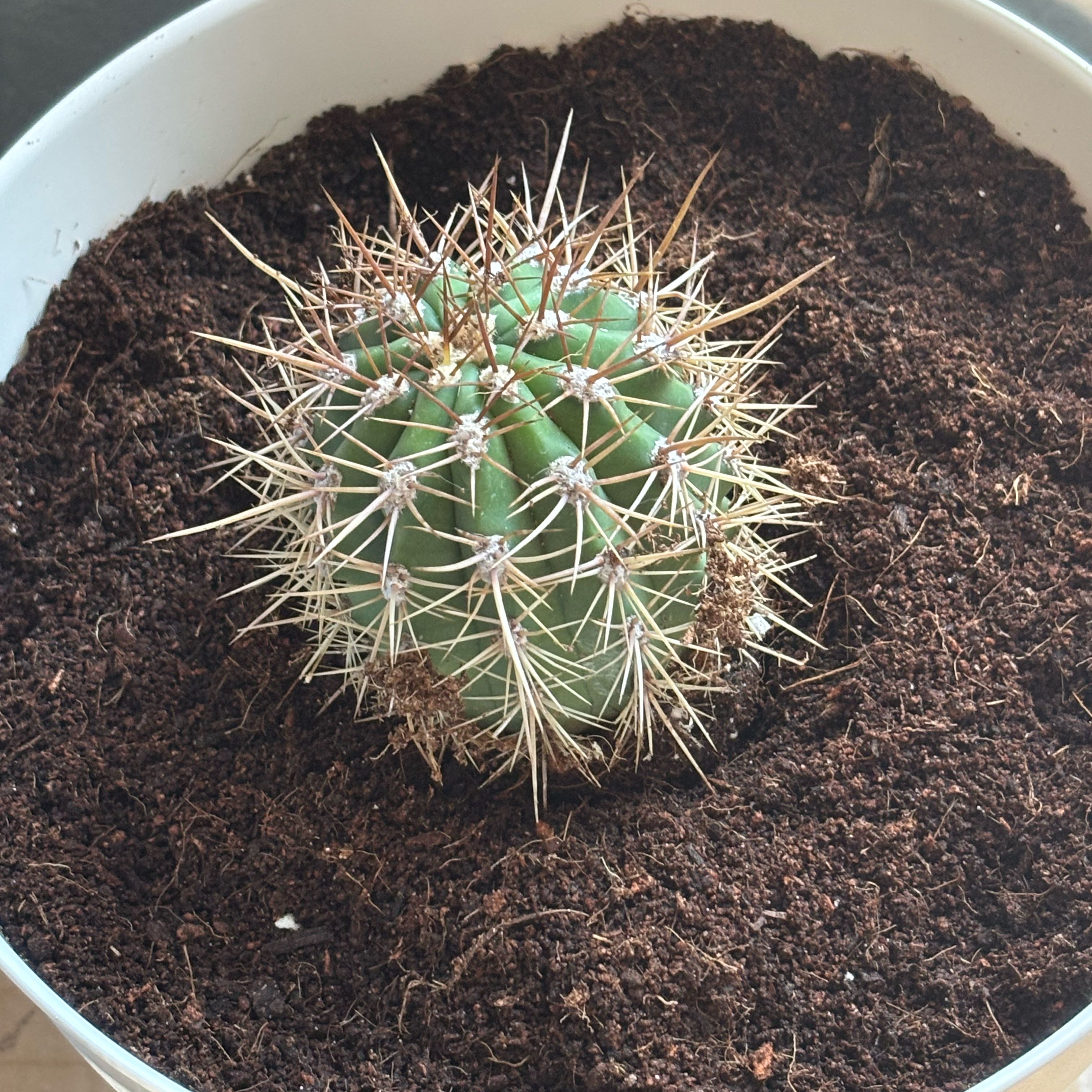 Photo of the plant species Trichocereus tarijensis 'Poco' by @loxcommon named Xerot on Greg, the plant care app