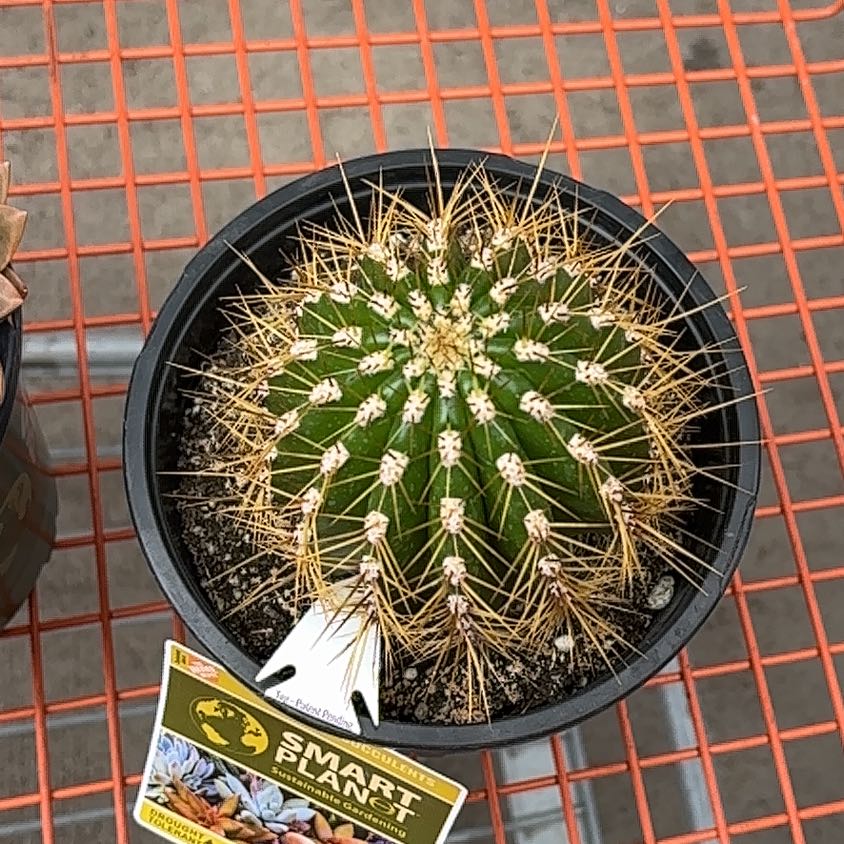 Photo of the plant species Trichocereus tarijensis 'Poco' by @RechercheColeus named Sigmund on Greg, the plant care app