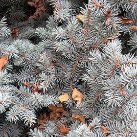 Photo of the plant species Colorado Spruce by @ChicHoya6 named Clooney on Greg, the plant care app