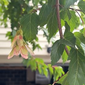 Photo of the plant species Amur Maple by @ChicHoya6 named Sir Plancelot on Greg, the plant care app