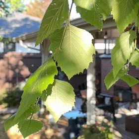Photo of the plant species River Birch by @ChicHoya6 named Coco on Greg, the plant care app