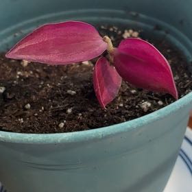 Photo of the plant species Wandering Dude 'Burgundy' by @LushWaxivy61 named Treeyoncé on Greg, the plant care app
