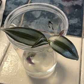 Photo of the plant species Silver Inch Plant by @LushWaxivy61 named ChloroPhil on Greg, the plant care app
