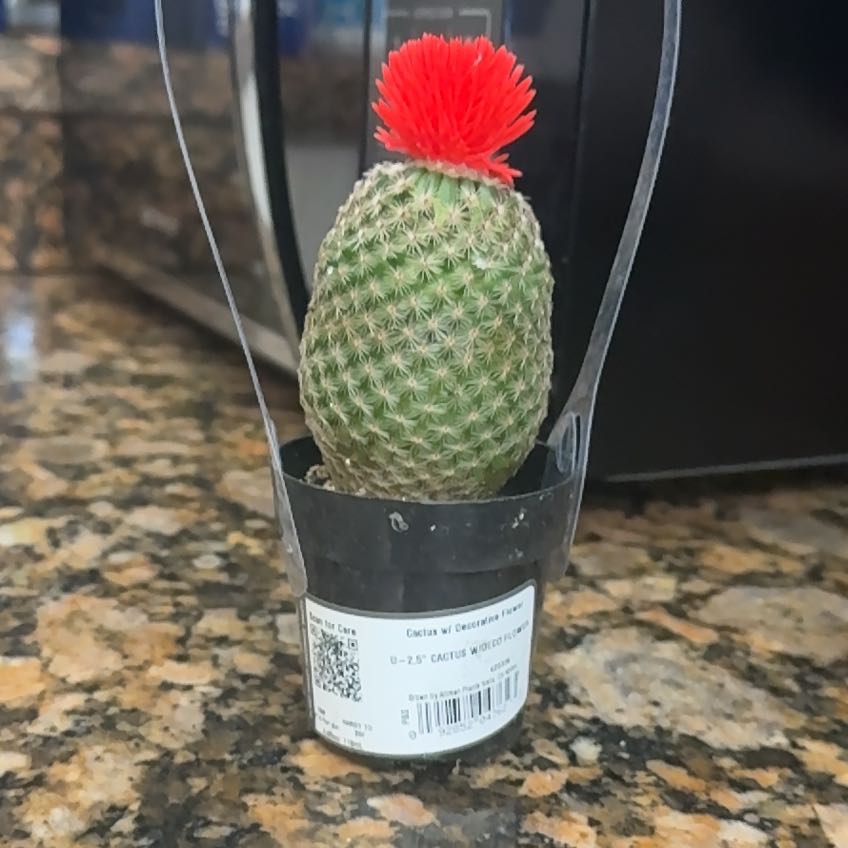 Photo of the plant species cactus by @SuperCostmary65 named Forrest on Greg, the plant care app
