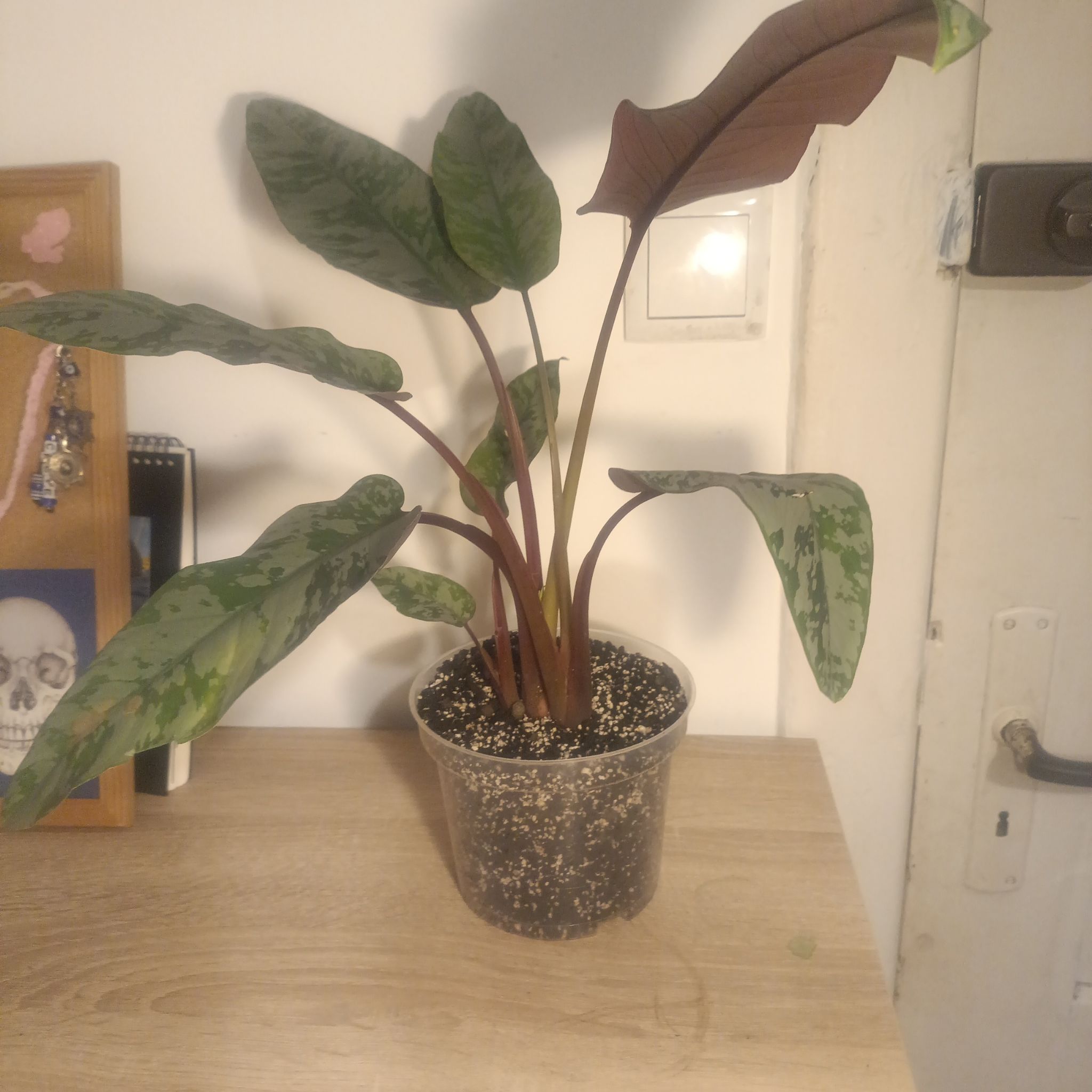 Photo of the plant species Apoballis Red Sword by @UnharmedWychelm named Mando on Greg, the plant care app