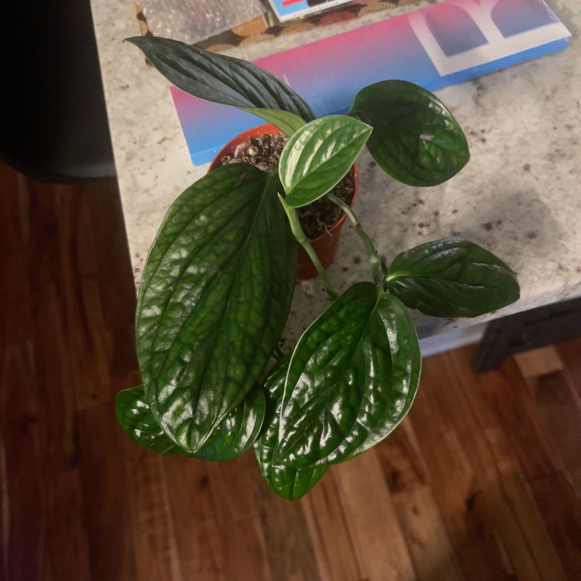 Photo of the plant species Monstera Peru by @TenableCorn34 named Mochi on Greg, the plant care app