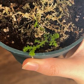 Photo of the plant species Rainbow moss, Peacock fern by @YeahQueenpalm5 named Kardashian on Greg, the plant care app