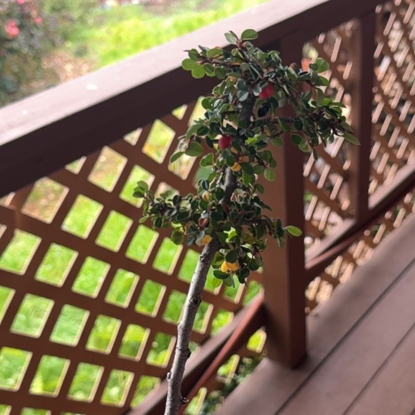 Photo of the plant species Rockspray Cotoneaster by @CopiousDuwei73 named Strieb's Findling Cotoneaster on Greg, the plant care app