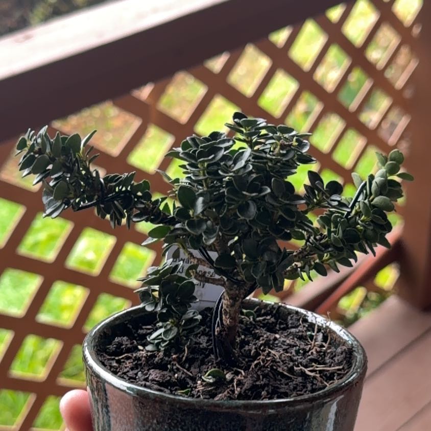 Photo of the plant species Japanese Holly by @CopiousDuwei73 named Dwarf Pagoda Japanese Holly on Greg, the plant care app