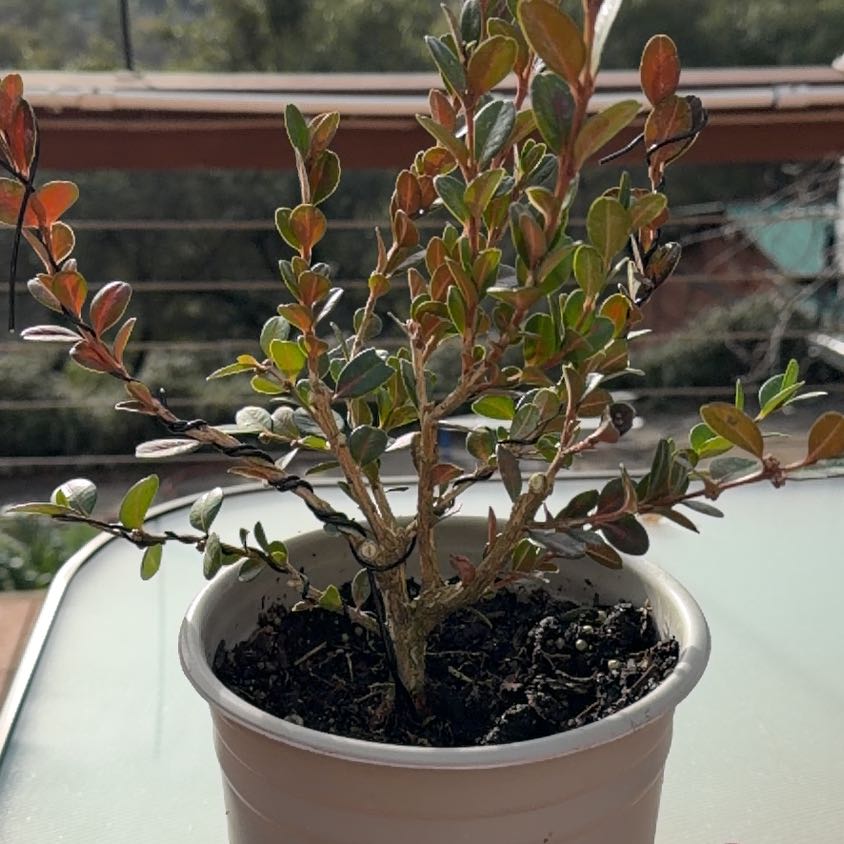Photo of the plant species Japanese Boxwood by @CopiousDuwei73 named Winter Gem Japanese Boxwood on Greg, the plant care app