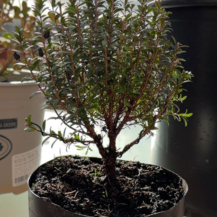 Photo of the plant species Mingo Dwarf Myrtle by @CopiousDuwei73 named Dwarf Myrtle on Greg, the plant care app
