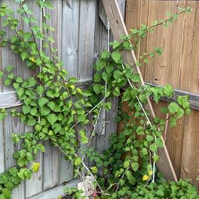 Photo of the plant species Japanese Ivy by @CerebralLemon73 named Orlando Bloom on Greg, the plant care app