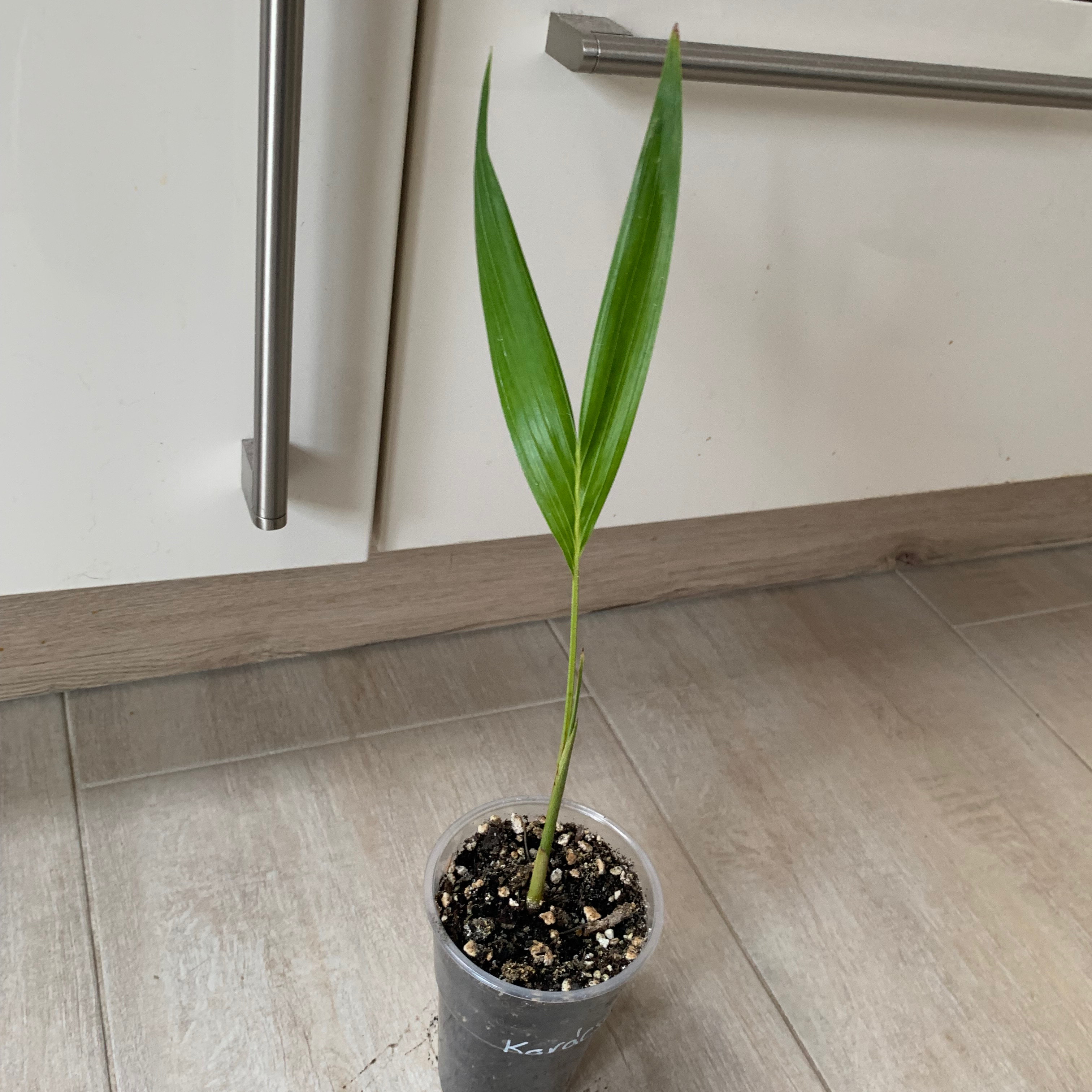 Young Christmas Palm plant in a small pot with visible soil, placed on a tiled floor.