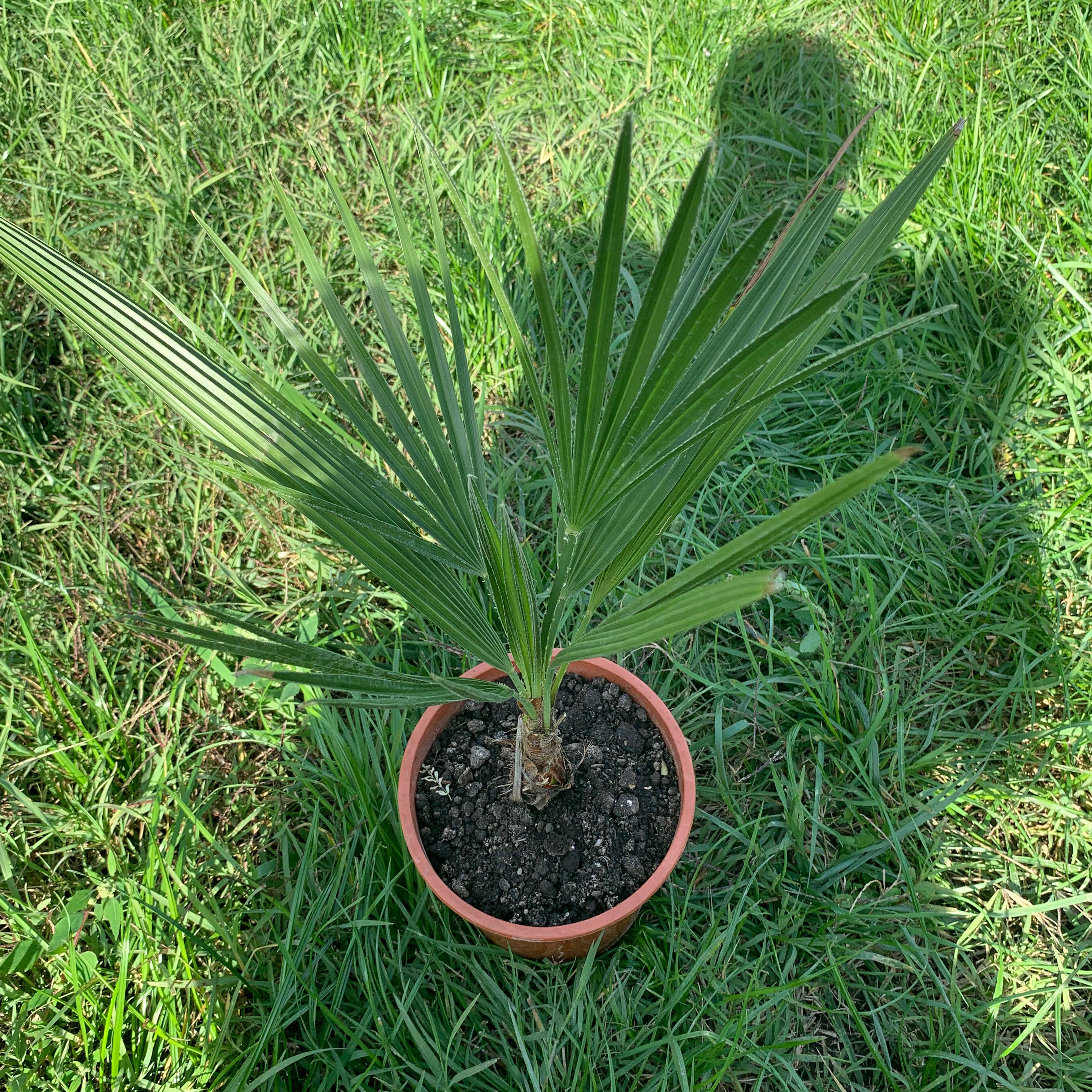European Fan Palm in a small pot on grass, healthy green leaves.
