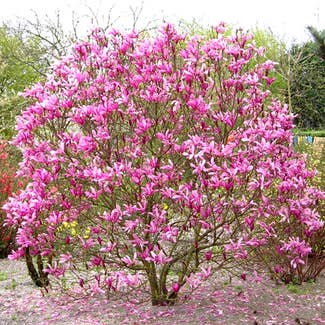 Mulan magnolia plant in Szeged, Csongrád