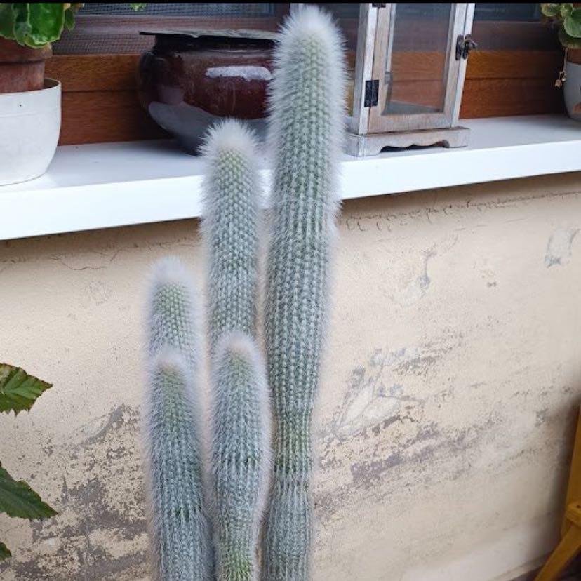 Photo of the plant species Peruvian Old Man Cactus by Nelli named Leonardo on Greg, the plant care app