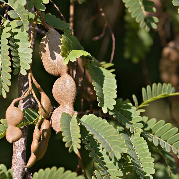Tamarind uploaded to the Greg plant app by @user7e329a7d