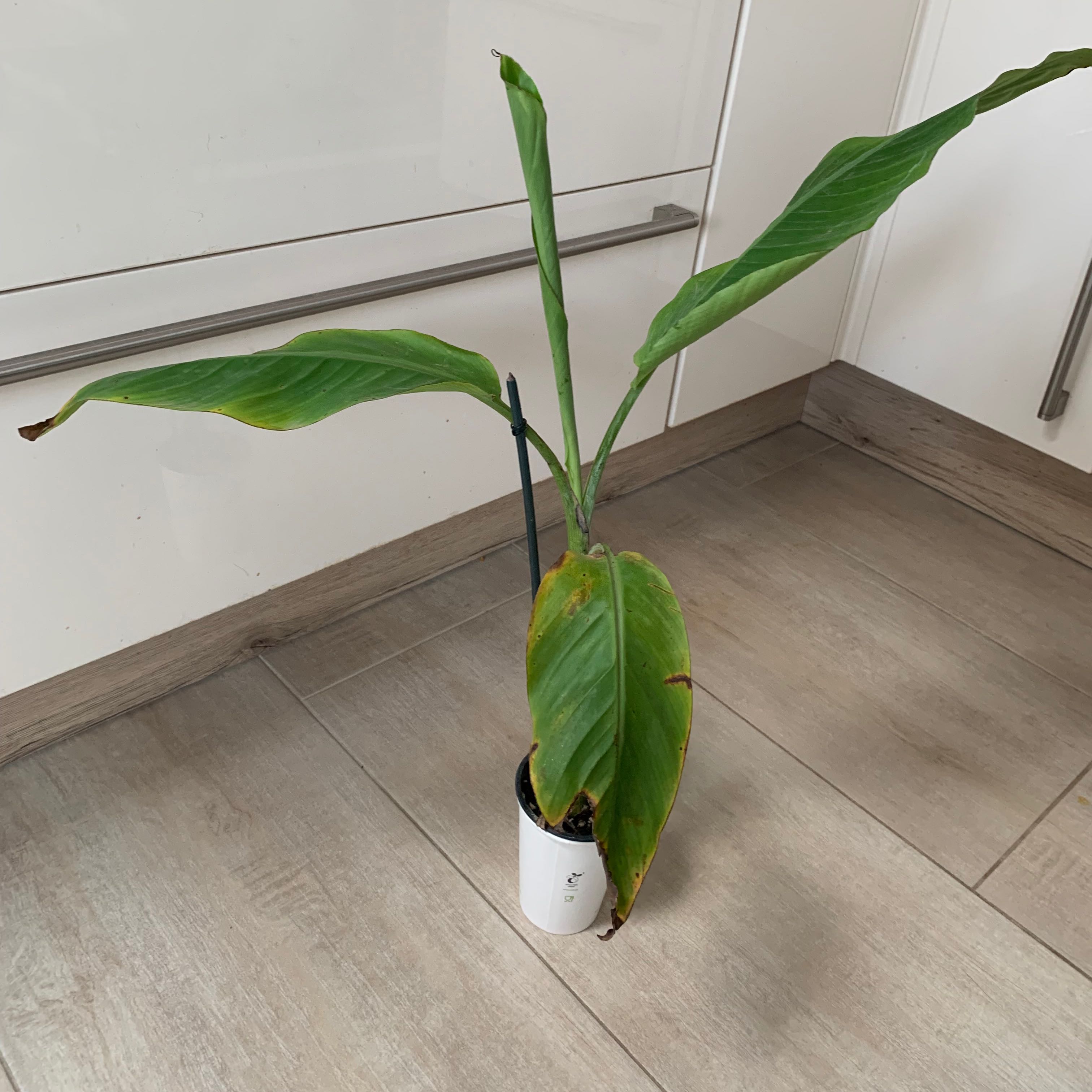 Photo of the plant species Musa by Nelli named Teemo on Greg, the plant care app