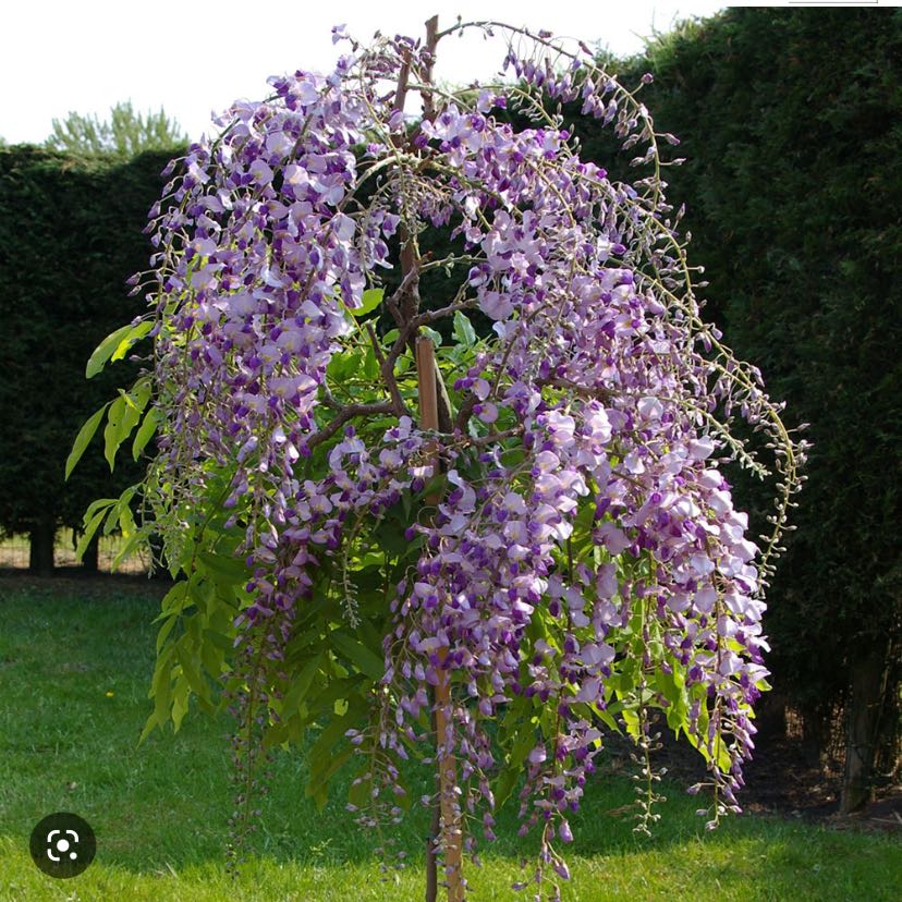 Chinese Wisteria plant with abundant purple flowers and green leaves, appearing healthy.