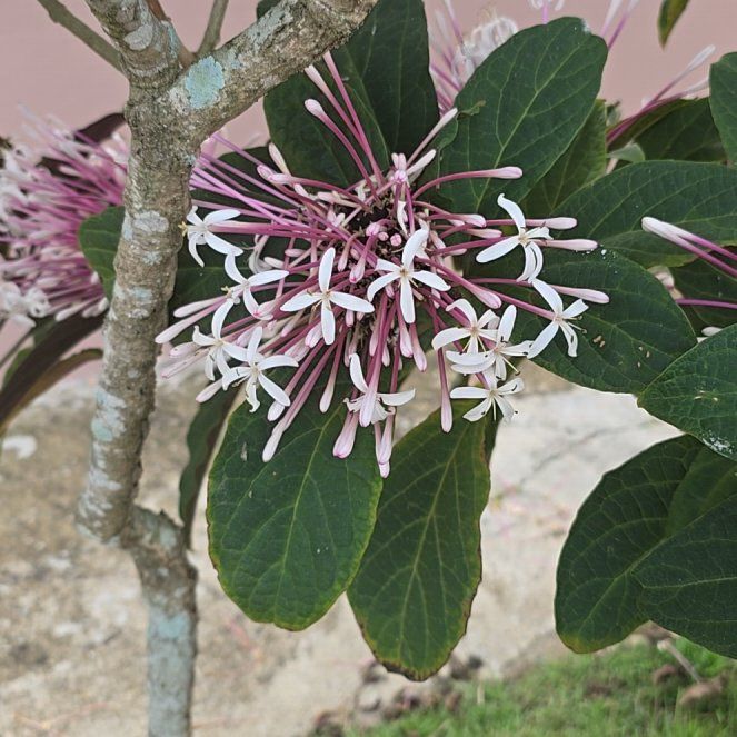 Photo of the plant species Philippine Glorybower by @SleekDidelta44 named Kardashian on Greg, the plant care app